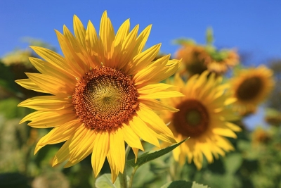 Buitenschilderijen geven een bijzondere kleurenpracht